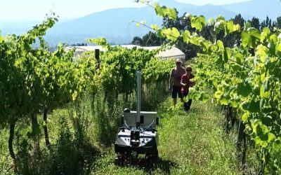 CSIC Researchers Test Robot in UVIGO Vineyards